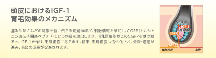 頭皮におけるIGF-1育毛効果のメカニズム