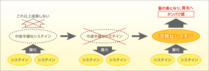 システイン結合について