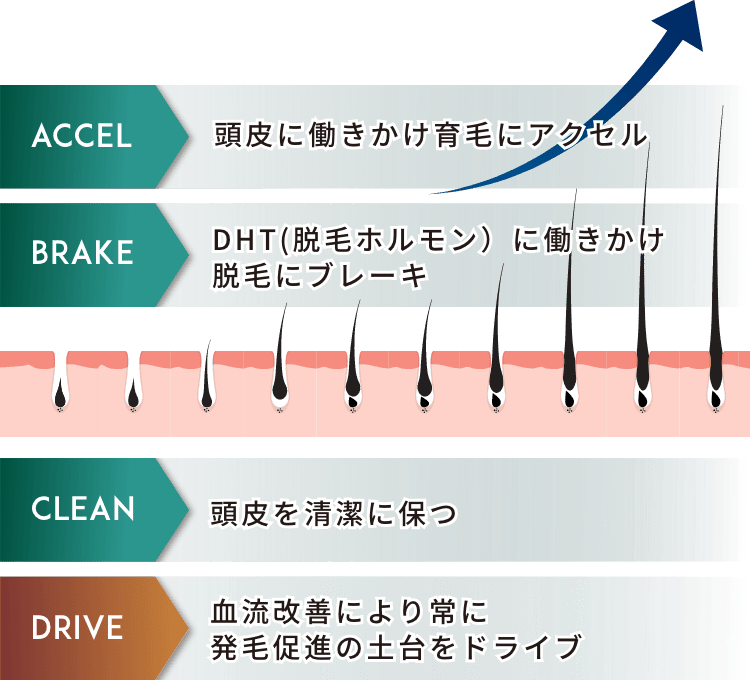 ELEMENTS1.DHT (脱毛ホルモン)に働きかけ脱毛にブレーキ ELEMENTS2.IGF-1の産生を促し育毛にアクセル ELEMENTS3.頭皮環境の正常化 ELEMENTS4.深部血流改善により常に発毛促進の土台をドライブ