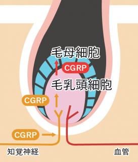 健康な髪には 良い頭皮 小倉サロンスタッフブログ 育毛 Aga 薄毛対策なら バイオテック 健康な髪には 良い頭皮 小倉サロンスタッフブログ 育毛 Aga 薄毛対策なら バイオテック