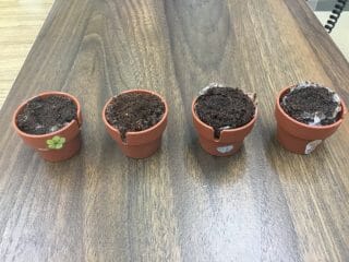 新しいメンバー🌵