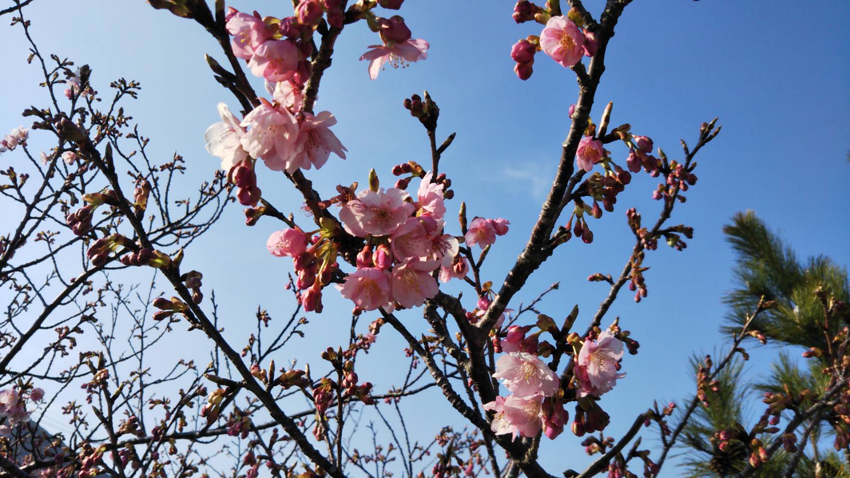春ですね～( *´艸｀)🌸