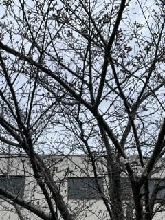 桜が咲くとニュースで見てから毎朝サロン前の桜が咲くのを楽しみにしていました