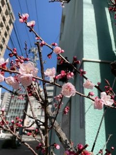 梅が満開ですね🌸