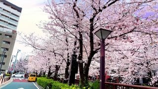 春と言えば・・・・？？