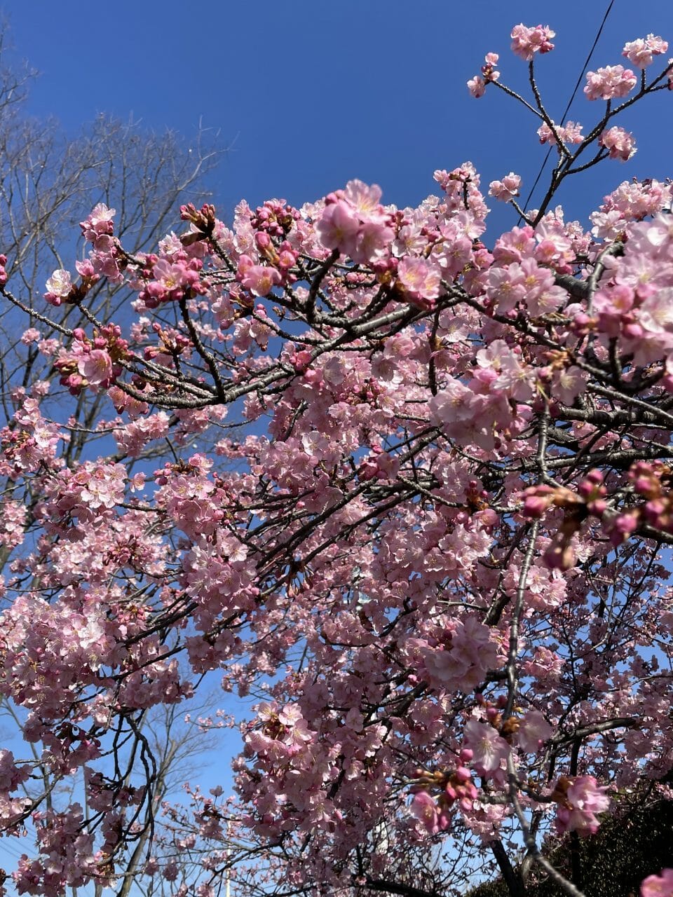桜🌸