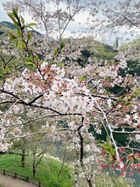 お花見〜