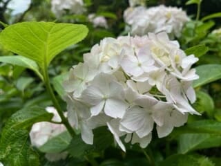 紫陽花の季節🌸🌼