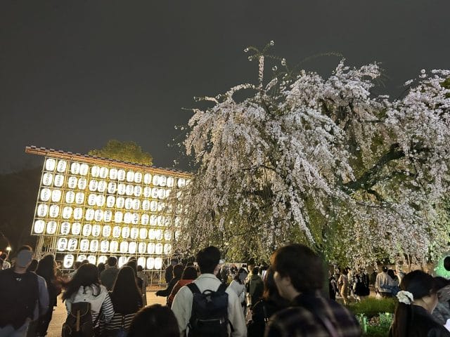 桜だより🌸 ＆ 営業時間変更のお知らせ